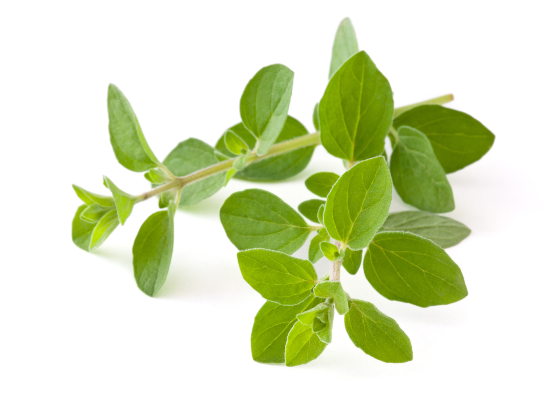 Einzelkräuter & - Gewürze