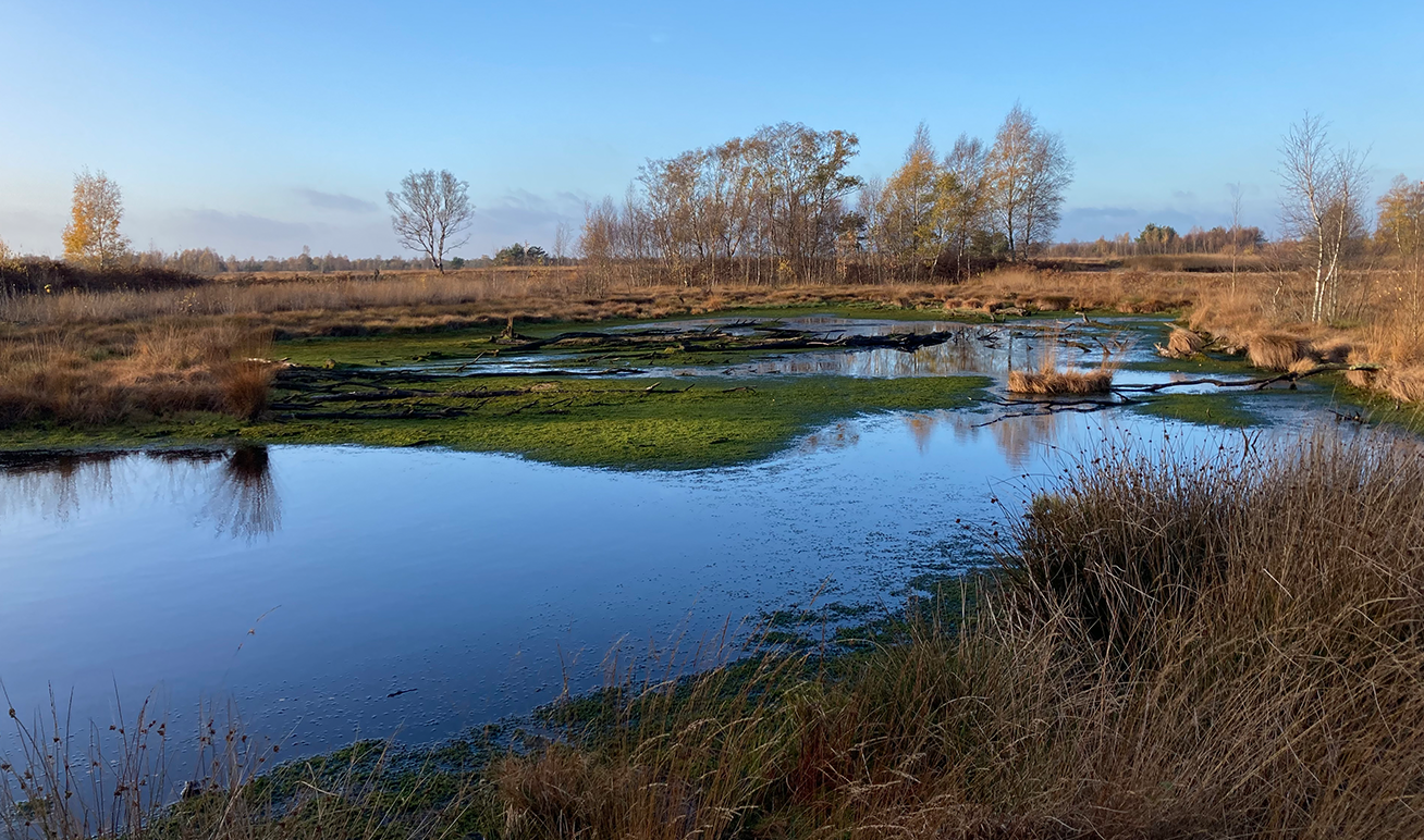 Moorlandschaft der Stadt Diepholz